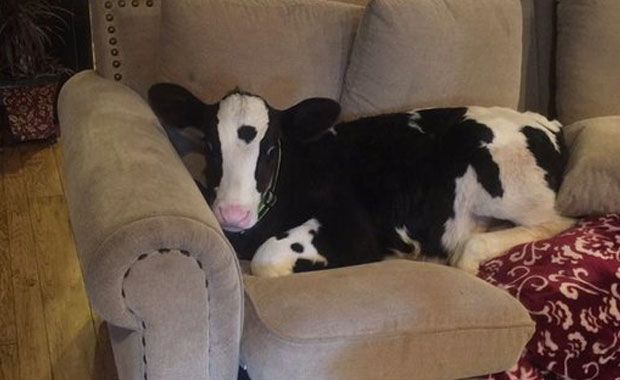 Meet Goliath, The Cow Who Thinks He’s A Dog