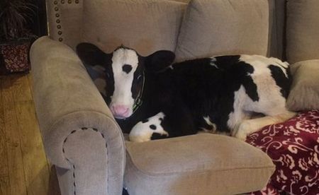 Meet Goliath, The Cow Who Thinks He’s A Dog
