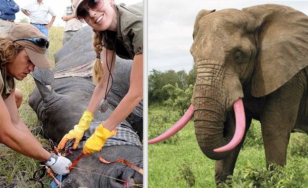 Credits: (Left) Sabi Sand Game Reserve/ (Right) Facebook