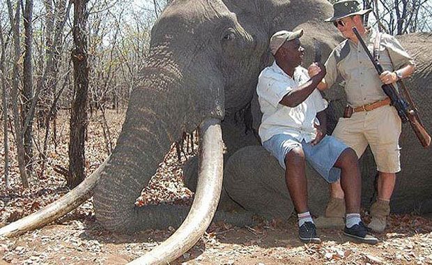 German Man Pays Insane Amount To Kill African Elephant, Internet Goes Crazy