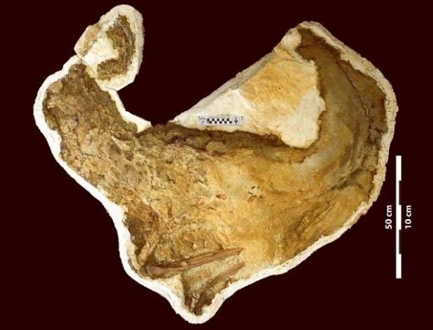 Source: Cretaceous Research