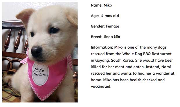 New Dog Adoption Site Hopes To Save Korean Dogs From Slaughter