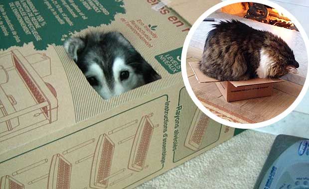 husky raised by cats