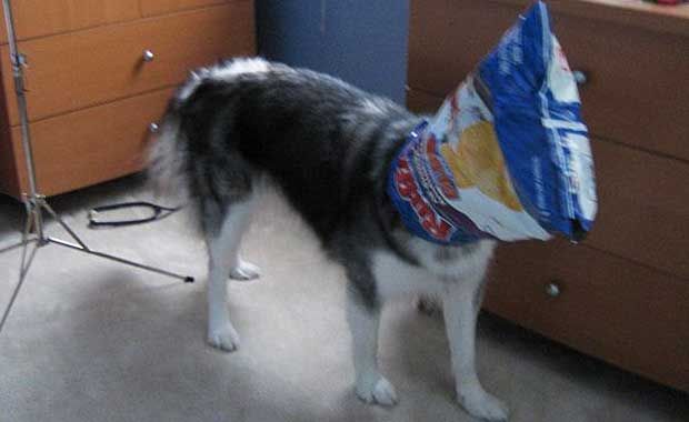 husky raised by cats