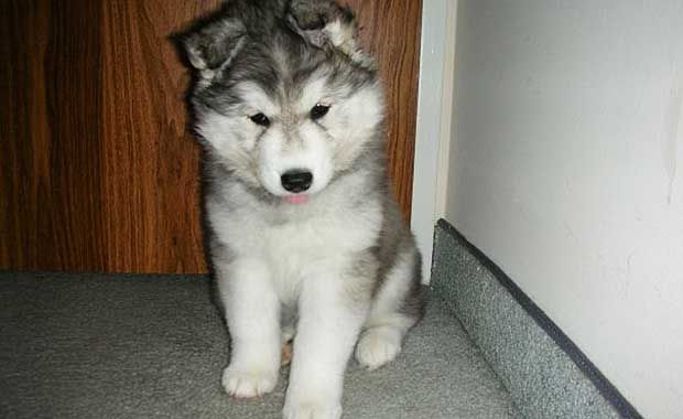 husky raised by cats
