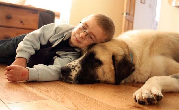 Owen and Haatchi: Just A Boy, His Dog And The Power Of Love