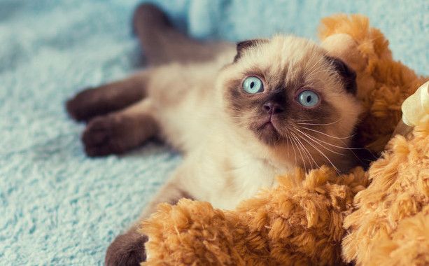 Siberian Town Seeks To Elect Cat As Mayor