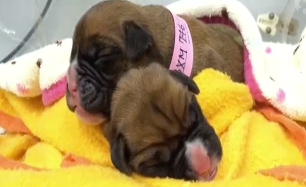 British Couple Spends Nearly $100,000 to Clone Late Dog