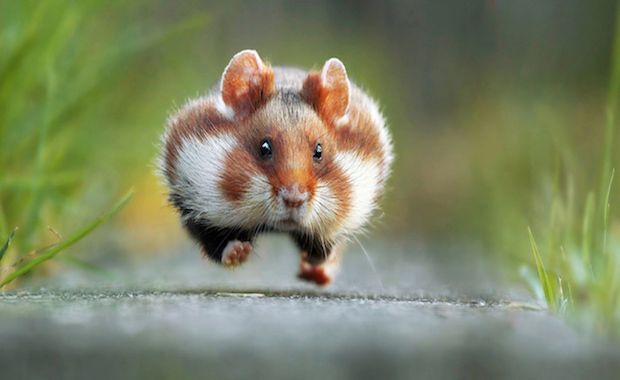 The Comedy Wildlife Photography Awards Picks Funniest Animal Photo Of The Year