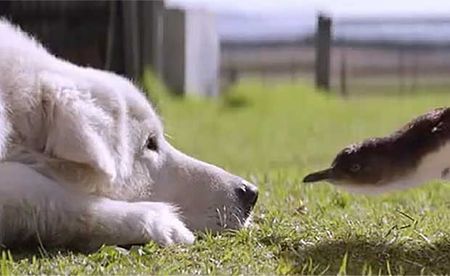 Dogs Protecting Penguins in Australia Inspires Hit Movie