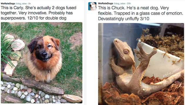 Funny Twitter Account Will Rate Your Dog, Even If It’s Not A Dog