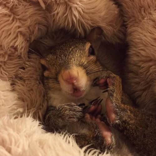 Credit: Instagram/@this_girl_is_a_squirrel