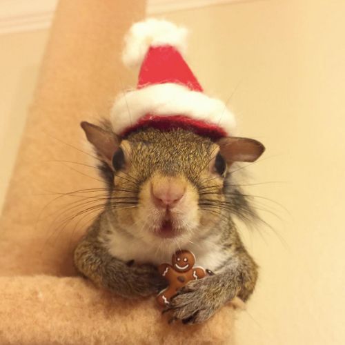 Credit: Instagram/@this_girl_is_a_squirrel