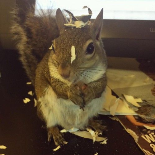 Credit: Instagram/@this_girl_is_a_squirrel