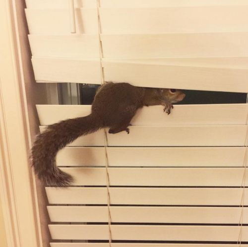 Credit: Instagram/@this_girl_is_a_squirrel