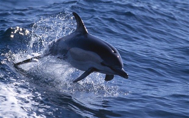 Scientists Claim Image Displays What Dolphins “See With Sound” Using Echolocation