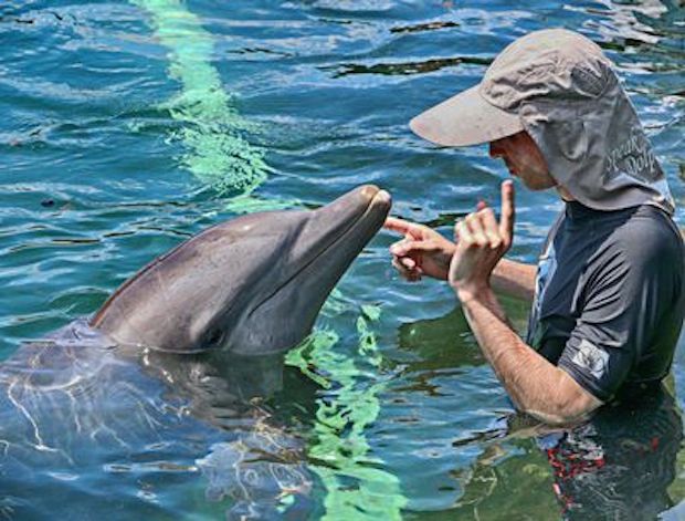 Courtesy SpeakDolphin.com