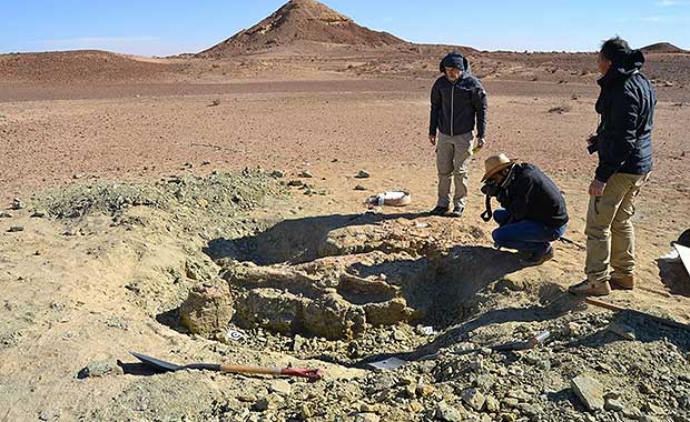 Excavating for fossils of the M. Rex (Fanti)