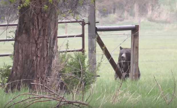 Source: YouTube/Honeysada