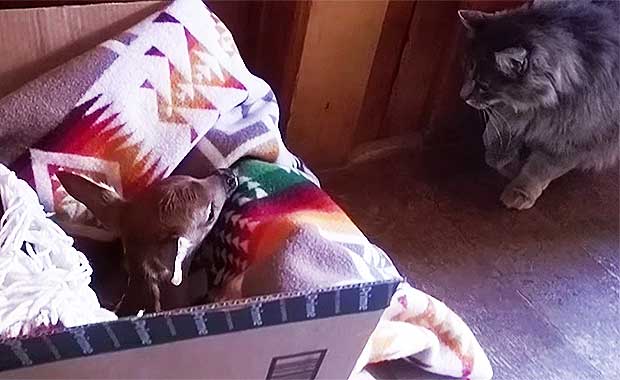 Source: YouTube/Honeysada