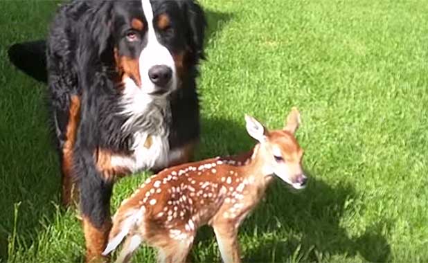 Source: YouTube/Honeysada