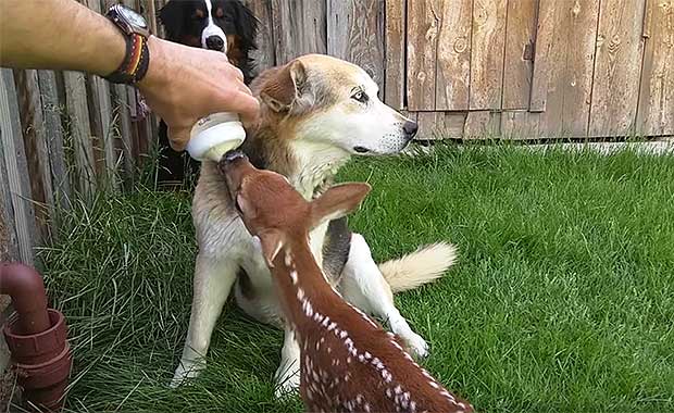 Source: YouTube/Honeysada