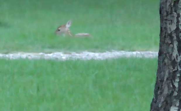 Source: YouTube/Honeysada