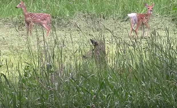 Source: YouTube/Honeysada