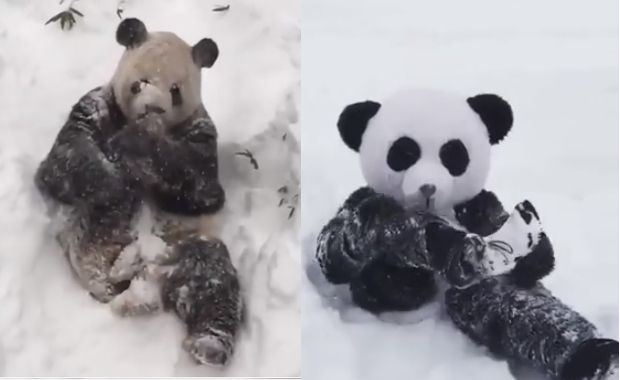 PandaManSuit_Feature