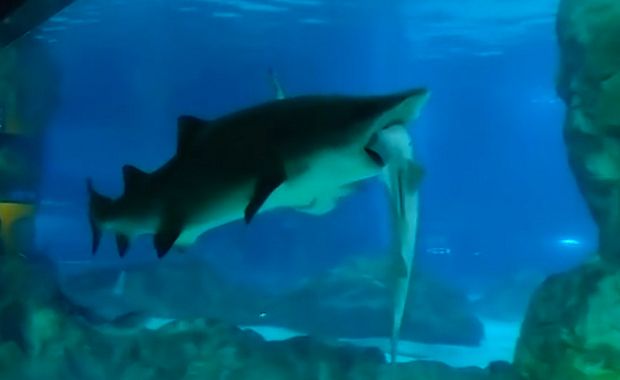 Women Run the World in Seoul Shark Aquarium