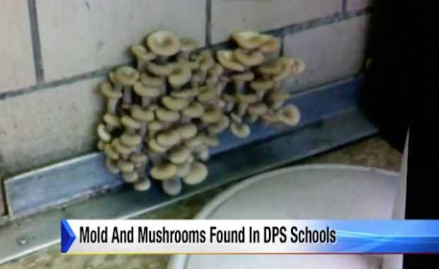 Detroit Public Schools Stage “Sick-Out” Due to Toxic Conditions in Schools