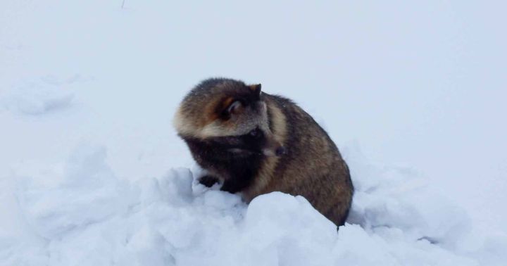 Photos of Rare Japanese Dog Species Surface
