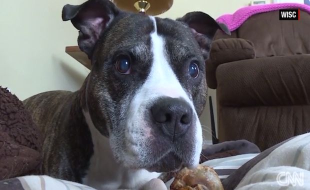 Three-legged Pitbull Helps Stop Armed Robbery