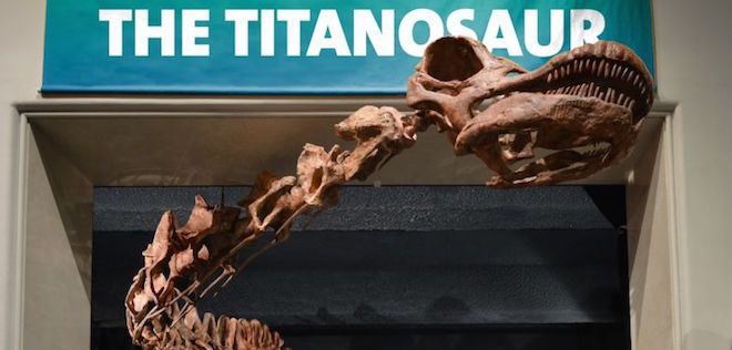 American Museum Of Natural History Debuts the Largest Dinosaur Known to Man