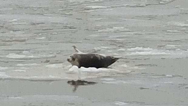 Adorable Harp Seal Hangs Out on Ice in Hudson River