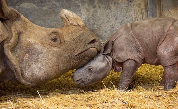 Meet Ashakiran, the Adorable Indian Rhino Born at the Toronto Zoo