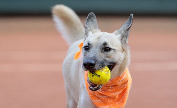 Stray Dogs Are Being Trained to Be “Ball Dogs” for the Brazil Open