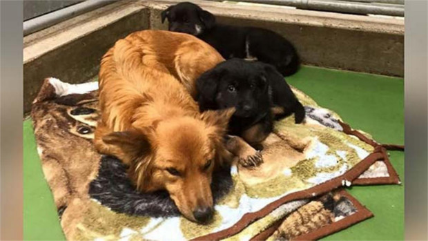 Credit Barkers Pet Motel and Grooming