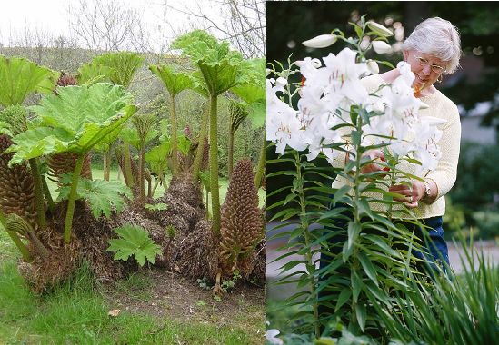 Source: Davesgarden.com/Better Homes and Gardens