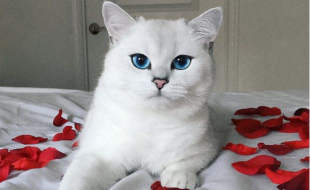 Cat Dubbed the Most Beautiful Cat in the World