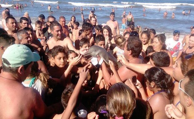 Dumb Tourists Left a Dolphin to Die After Pulling It Out of the Water for Selfies