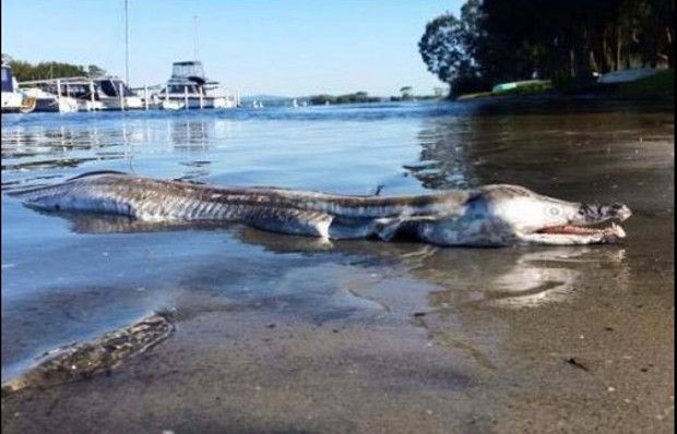 Freak Eel-Like Creature Found Washed Ashore on Australian Beach