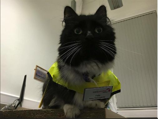 Cat Promoted to Senior Pest Controller at British Train Station