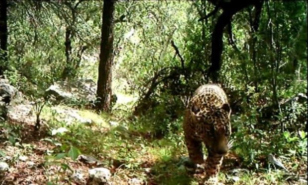 Source: Center for Biological Diversity