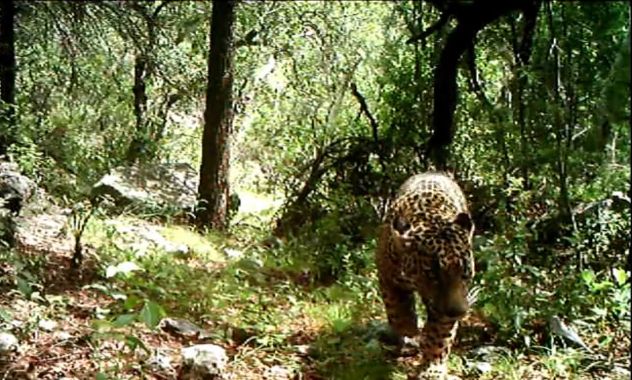 Video Surfaces of the Only Known Wild Jaguar in Arizona