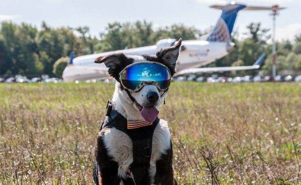 Meet Piper: The Airport K-9 Clearing the Runway so You Can Get Off the Ground