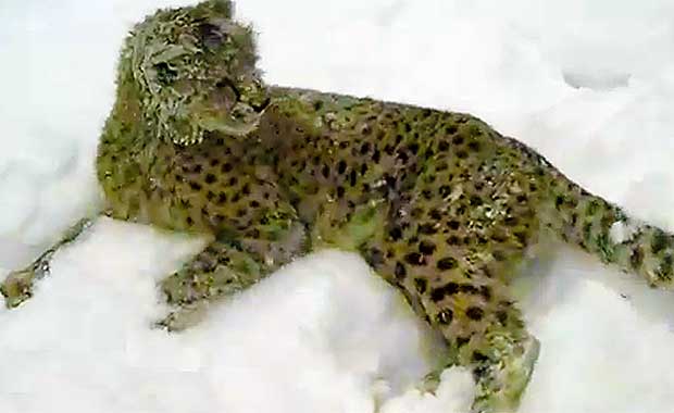 Famed Cheetah and Dog Duo Experience Snow for First Time at Richmond Zoo