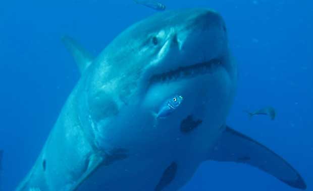 Incredible New Footage Released of the Largest Great White Shark Ever Filmed