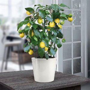 Source: Amazon.co.uk