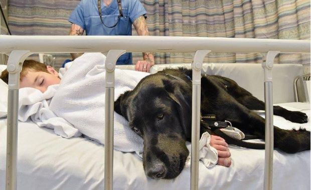 Sweet Dog Refuses to Leave Autistic Boy’s Hospital Bed